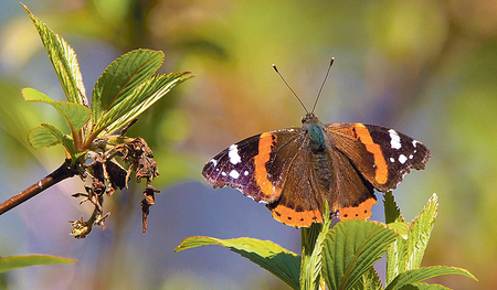 Der „Admiral“ ist eine der beeindruckendsten Schmetterlingsarten in Österreich. Durch das klimawandelbedingte wärmere Wetter findet man ihn auch immer öfter im Hochgebirge.