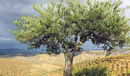 Der Olivenbaum ist eine Gattung der Ölbäume.   