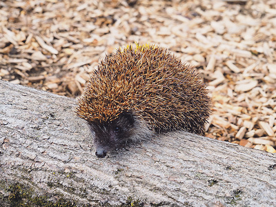 Granny gehört mit ihren etwa drei Jahren schon zu den Igel-Seniorinnen. In einer „Igelburg“ wohnen die Tiere ganzjährig. 