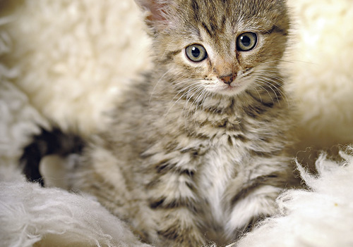 Für Hauskatzen zählt vor allem die gute Versorgung und liebevolle Fürsorge, der Geburtstermin ist weniger bedeutend.   