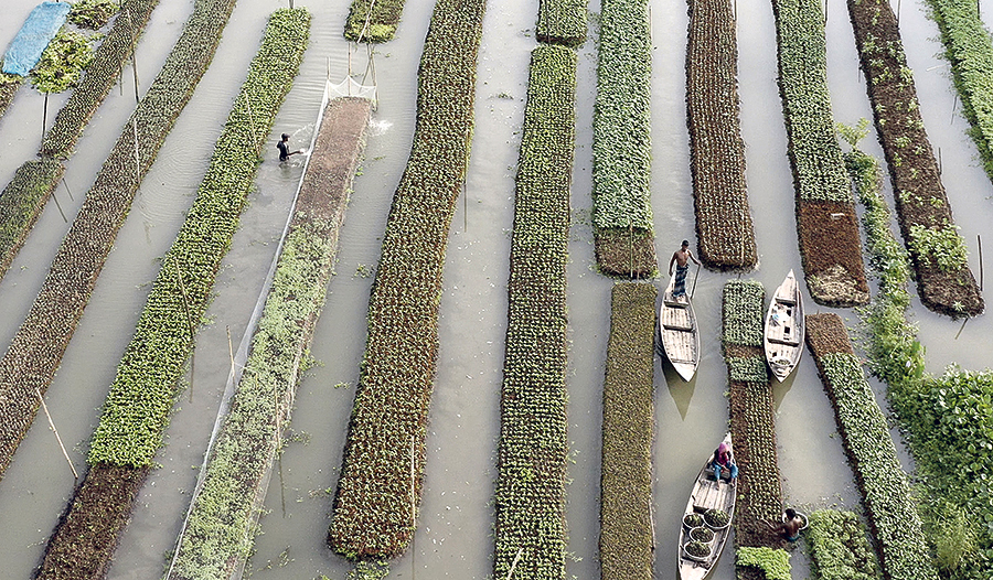 Mensch-Natur-Kollaboration: schwimmende Beete in Bangladesch.    