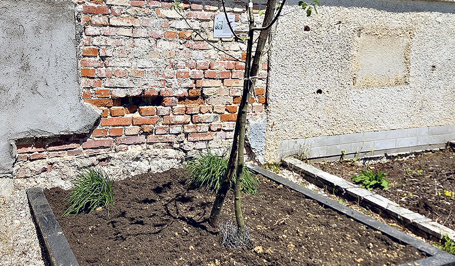 Der frisch gepflanzte Apfelbaum.  