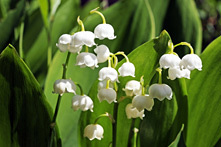 Maiglöckchen blühen am Auwaldboden