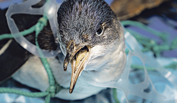 Auch Tiere leiden an der Plastikflut.  