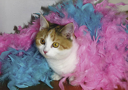 Fasching. Angelika, Florens und Martha haben Freunde ins Haus eingeladen, zu einer Kost?mparty. Insgesamt kamen elf Kinder, mit unseren waren damit 15 Kinder da. Die Eltern haben wir eingeladen, beim Abholen noch zu bleiben. 
Katze Sophi mit Federkle