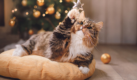 Katzen oder auch Welpen halten Christbaumschmuck für Spielzeug und können sich daran verletzen. 