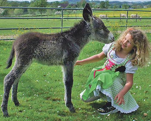 Eselsfohlen Anja in Walding