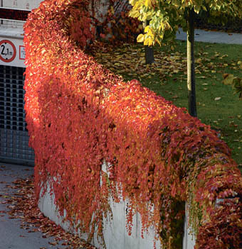 Herbst, B?ume, Baum, Laub, Beton, Bl?tter, Blatt, W?sche, W?scheleine, W?scheplatz, Sonnenblume, Farbenpracht, Farben, Begr?nung, Blumen