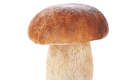 Der Steinpilz ist groß, dick und schmeckt gut – ein echter Schatz! 