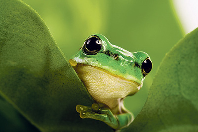Grün steht für Natur und öffnet den Raum für Ideen. 
