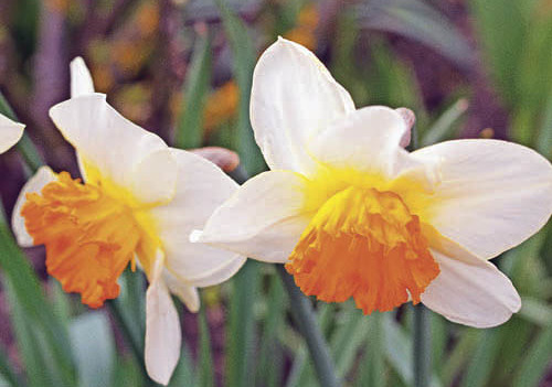  agrarfoto.com - Hans-Peter Zwicklhuber; Gosenhuberstr.10; 4550 Kremsm?nster; Austria; office@agrarfoto.com; www.agrarfoto.com; Bankverbindung- Raiba Kremsm?nster BLZ 34233; Kto.3426; IBAN AT67 3423 3000 0000 3426; BIC RZ00AT2L233; Sparkasse Passau B