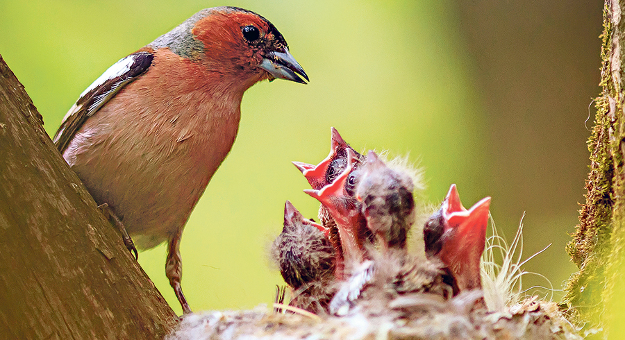 Im März beginnen viele Vögel zu nisten und freuen sich über alte, hohe Bäume im Garten oder Nistkästen, wo sie ihre Jungen aufziehen können.   