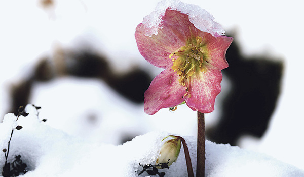Schneerose – Blume der Erinnerung an Blütezeiten   