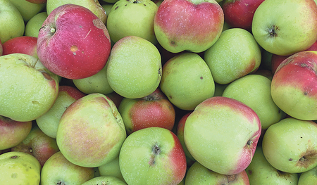 Kein Apfel gleicht dem anderen. Ein ungewöhnlicher Anblick für jene, die Äpfel nur aus dem Supermarkt kennen. 