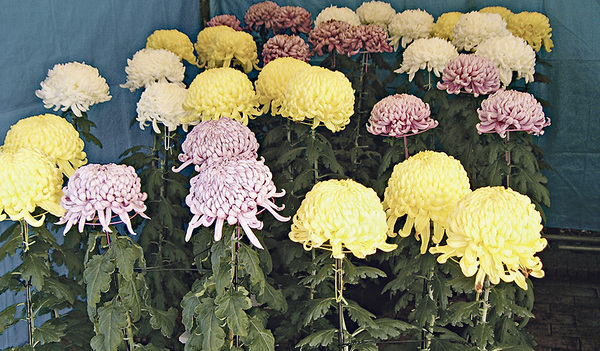 Chrysanthemen. 