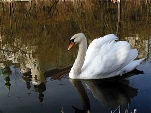 Copyright: Alois Huemer, A-4845 Rutzenmoos 127
Bankverb.: RAIKA Regau 2.116.812 BLZ 34710
Tel.: 0043/676/7730623
aloishuemer@fastrun.at