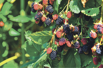 Wer Stachelbeeren oder Brombeeren erntet, hat zumindest viele Kratzspuren an Händen und Armen. Spitzen, die in der Haut stecken, sollte man unbedingt herausziehen. 