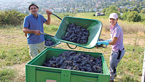 Der Weinberg des Herrn braucht Arbeiter:innen, keine Zuschauer:innen.