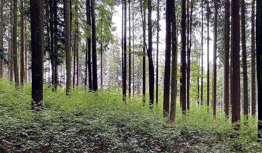 Die Diözese Linz will ihre Wälder mit nachhaltigen Bewirtschaftungsmethoden klimafit machen und die Biodiversität fördern.   