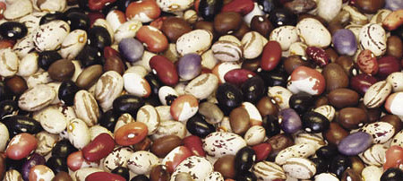 Viele, bunte Bohnen - many beans