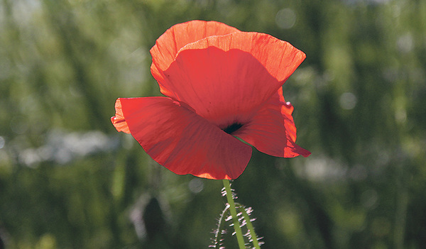 Der rote Klatschmohn ist sehr oft an den Rändern von Feldern zu finden.