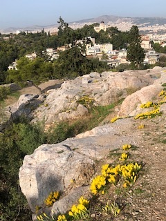Blühende Krokusse auf dem Areopaghügel