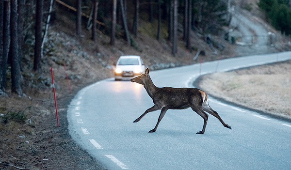 Angefahren Wildtiere mitzunehmen, ist per Gesetz strafbar.   