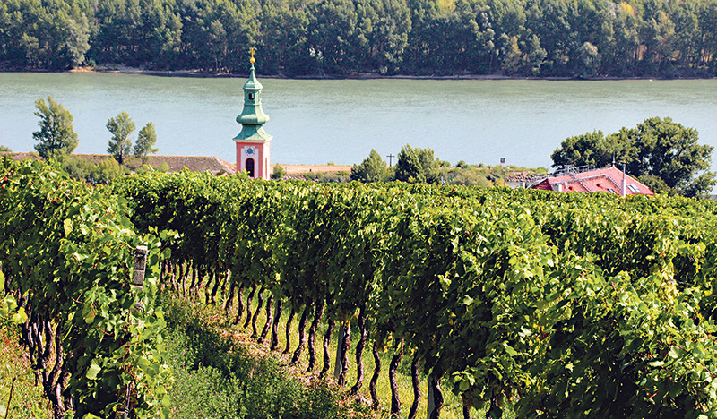 Der Weinberg steht für das Himmelreich – für ein Leben mit Gott.   