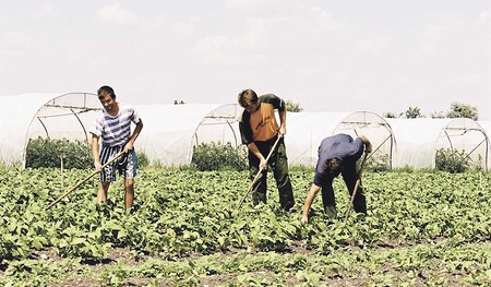 Arbeits-intensiver Biolandbau: Saisonarbeiter aus Ungarn harken (Unkraut jäten) ein Feld von Bio-Bauer Erwin Binder Topfkräuter.
St. Andrä, Westhof, 31.5.2002
© Franz Josef Rupprecht; A-7123 Mönchhof; Bank: Raiba Mönchhof (BLZ 33054), Kto.-Nr.: 17.60