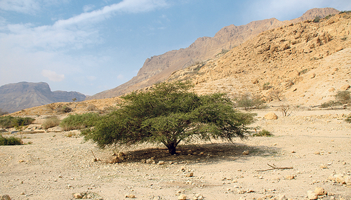 Die Kargheit der Wüste kann für den Glauben fruchtbar sein. 