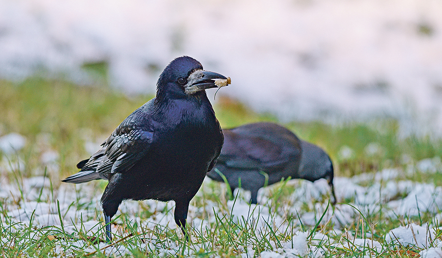 Manchmal sieht man Raben  allein, oft aber in Gruppen, die  über Felder fliegen oder auf  Bäumen sitzen. Ihr lautes  Krächzen kann anfangs ein  bisschen unheimlich wirken. Die Tiere sind aber nicht gefährlich, sondern wichtig für die Natur.