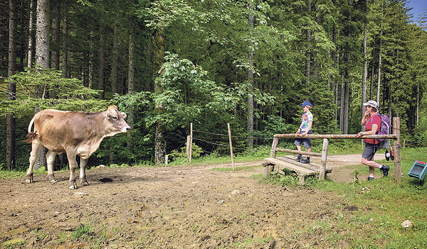 Begegnung zwischen Mensch und Tier auf der Gowil-Alm in Oberösterreich. Hier ging sie gut aus. 