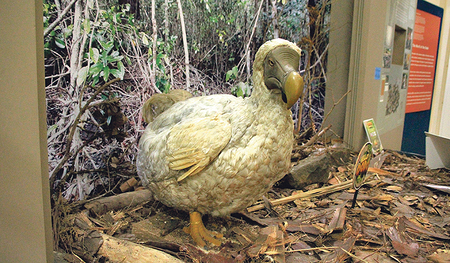 Rekonstruktion im Museum: So könnte der Dodo ausgesehen haben. 