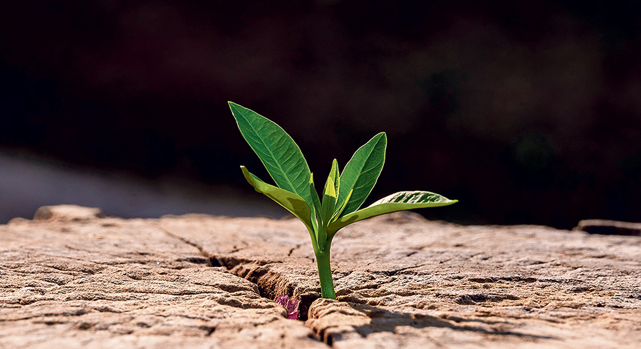 „Doch aus dem Baumstumpf Isais wächst ein Reis hervor, ein junger Trieb aus seinen Wurzeln bringt Frucht.“ (Jesaia 11,1)