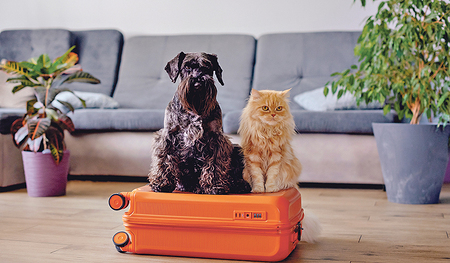 Bleiben Hund, Katze und Co. während des Urlaubs zuhause, sollte eine vertrauensvolle Person oder eine professionelle Einrichtung für sie sorgen.   