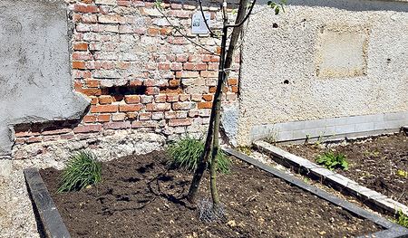 Der frisch gepflanzte Apfelbaum.  