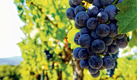 Der Weinberg ist und bleibt Gottes Eigentum. / Unsplash, Zachary Brown Der Weinberg ist und bleibt Gottes Eigentum.