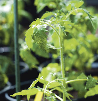Tomatenpflanze Steckling