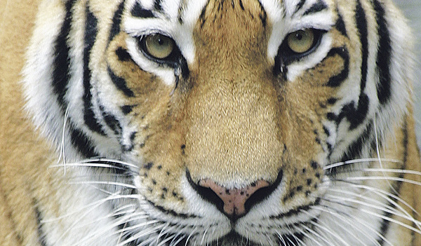 Faszinierend und fremd zugleich tritt der Tiger dem Menschen gegenüber. Er ist wunderschön, aber auch undurchschaubar. 