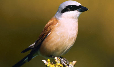 Neunt?ter (Lanius collurio) | Red-backed Shrike (Lanius collurio)