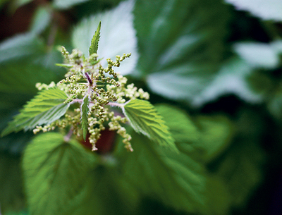 Auch die Brennnesselsamen sind verwendbar. 