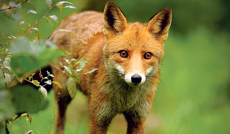 Füchse sind höchst flexible und  anpassungsfähige Tiere.