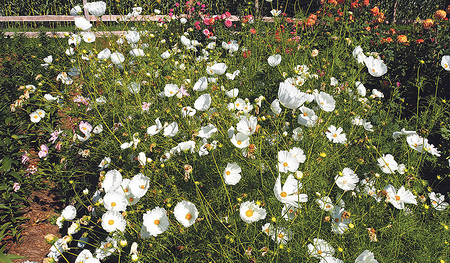 Saisonale Vielfalt: Auf dem Blumenfeld von Elisabeth Rehrl wachsen auf nachhaltige und biologische Weise die unterschiedlichsten Blumenarten.  