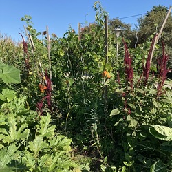 Amaranth zwischen Zucchini, Tomaten, Artischocken, Sonnenblumen, Kürbis