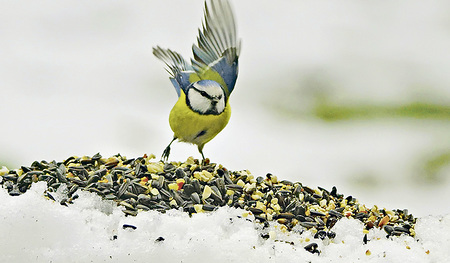 Vogelbesuch   