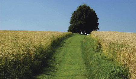 Pfl?gen, Pflug, Feldarbeiten, Traktor, Traktorrad, Eisen, Erde, Saat, Ernte, Feld, Wiese, Technik, Landwirtschaft, Bauer, ackern,  Arbeit, Maschine, Weg, Apfelbaum, H?ferplateau, Wiesenweg, Wandern, Wanderweg,  Ausflug, Wilhering, Bauernhof, EU


Fra