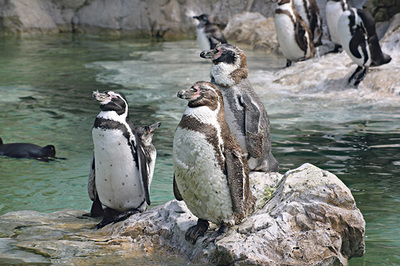 Bewohner der Polarregionen. 