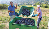 Der Weinberg des Herrn braucht Arbeiter:innen, keine Zuschauer:innen.