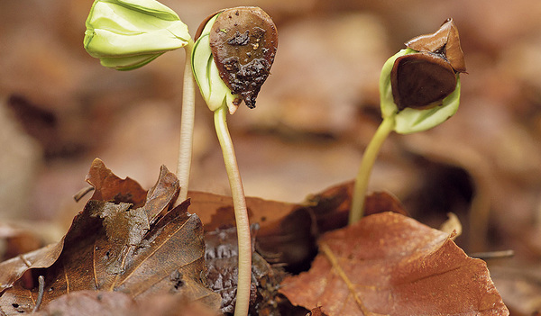 Ein Samenkorn stirbt und bringt neue Frucht – aus dem Sterben erwächst neues Leben.    