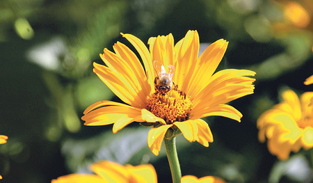 Ein in der Enzyklika „Laudato si‘“ wiederholt gebrauchtes Wort ist „Schönheit“. 